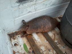 Image of Southern Long-Nosed Armadillo