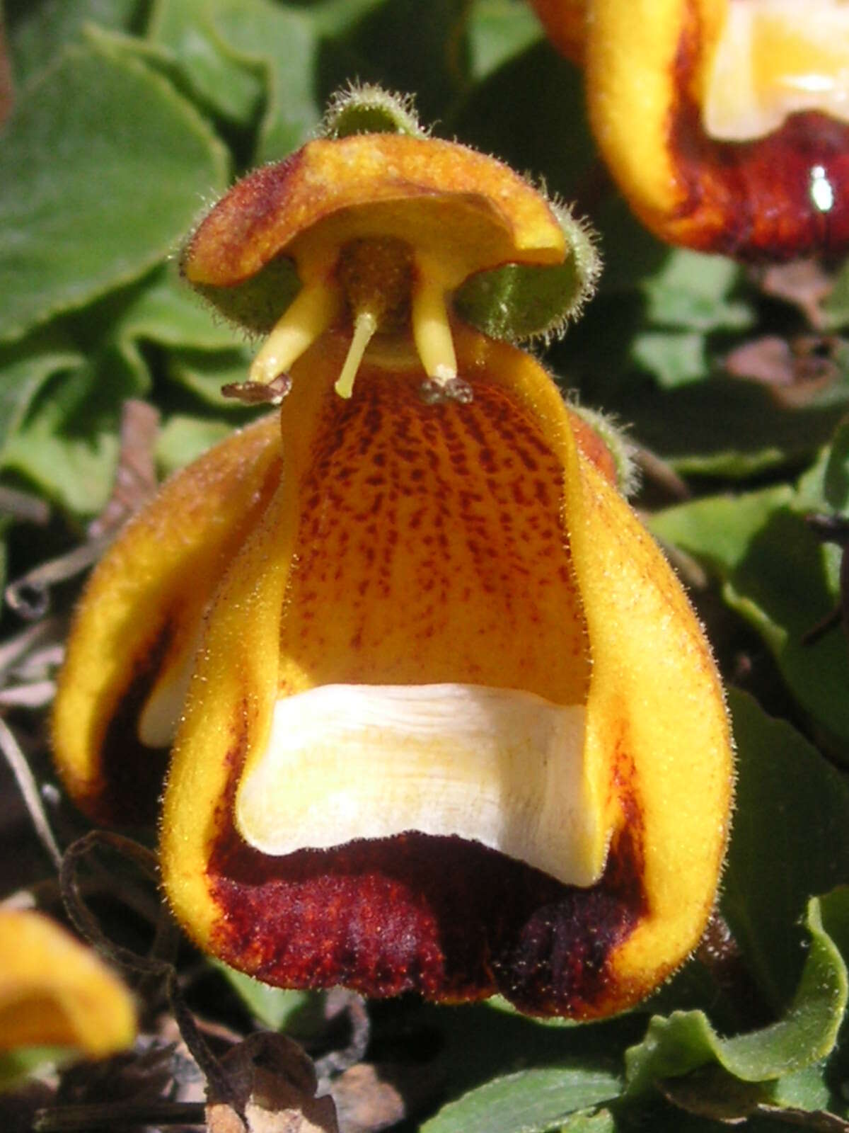 Image of Calceolaria uniflora Lam.