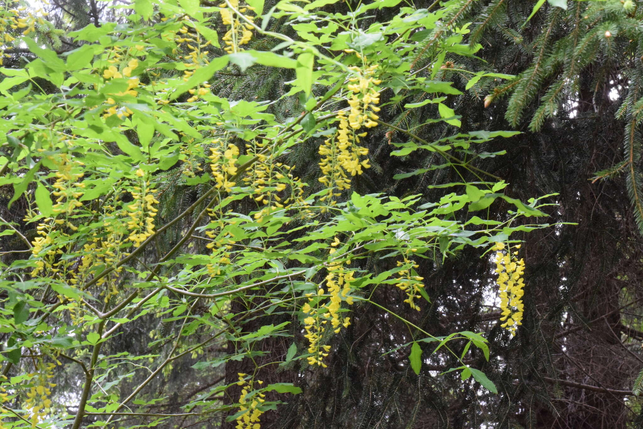 Plancia ëd Laburnum alpinum (Mill.) Bercht. & J. Presl