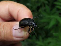 Imagem de Calosoma (Caminara) denticolle Gebler 1833