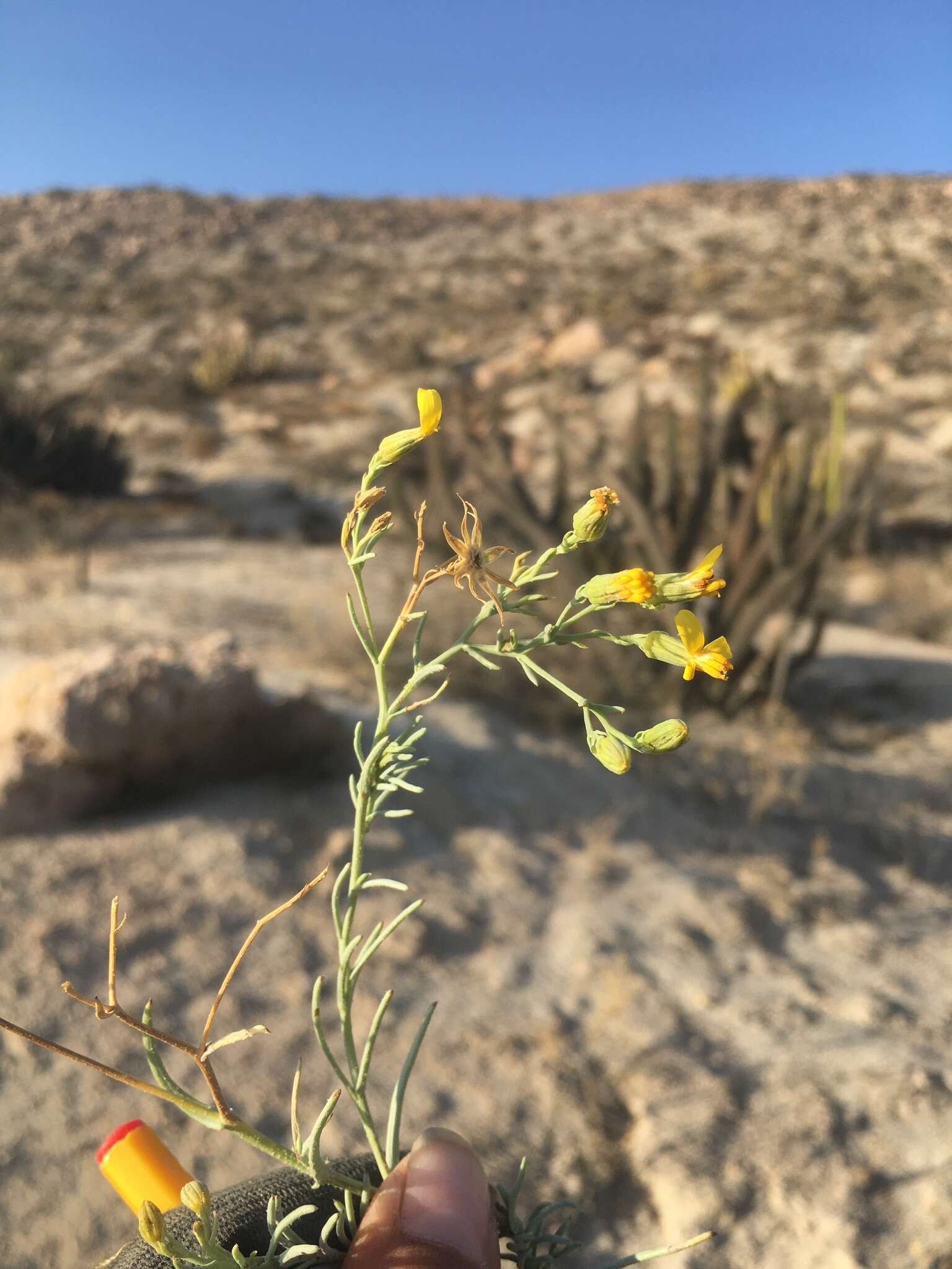 Image of Senecio yurensis Rusby