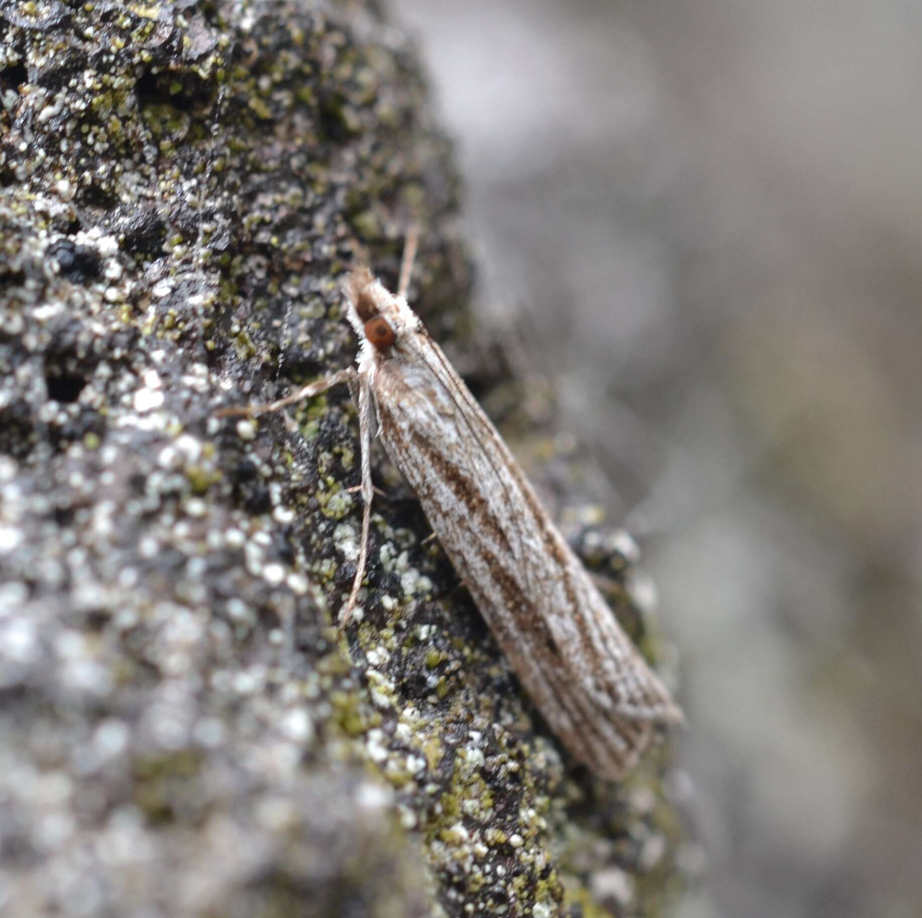 Image of Eudonia venosa Butler 1881