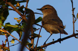 Image of Plain Leaf Warbler