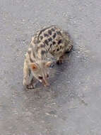 Image of Common Genet