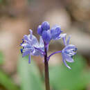 Scilla bithynica Boiss. resmi