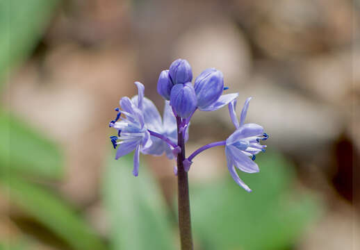 Imagem de Scilla bithynica Boiss.