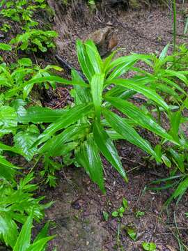 Image of Arnica sachalinensis (Regel) A. Gray