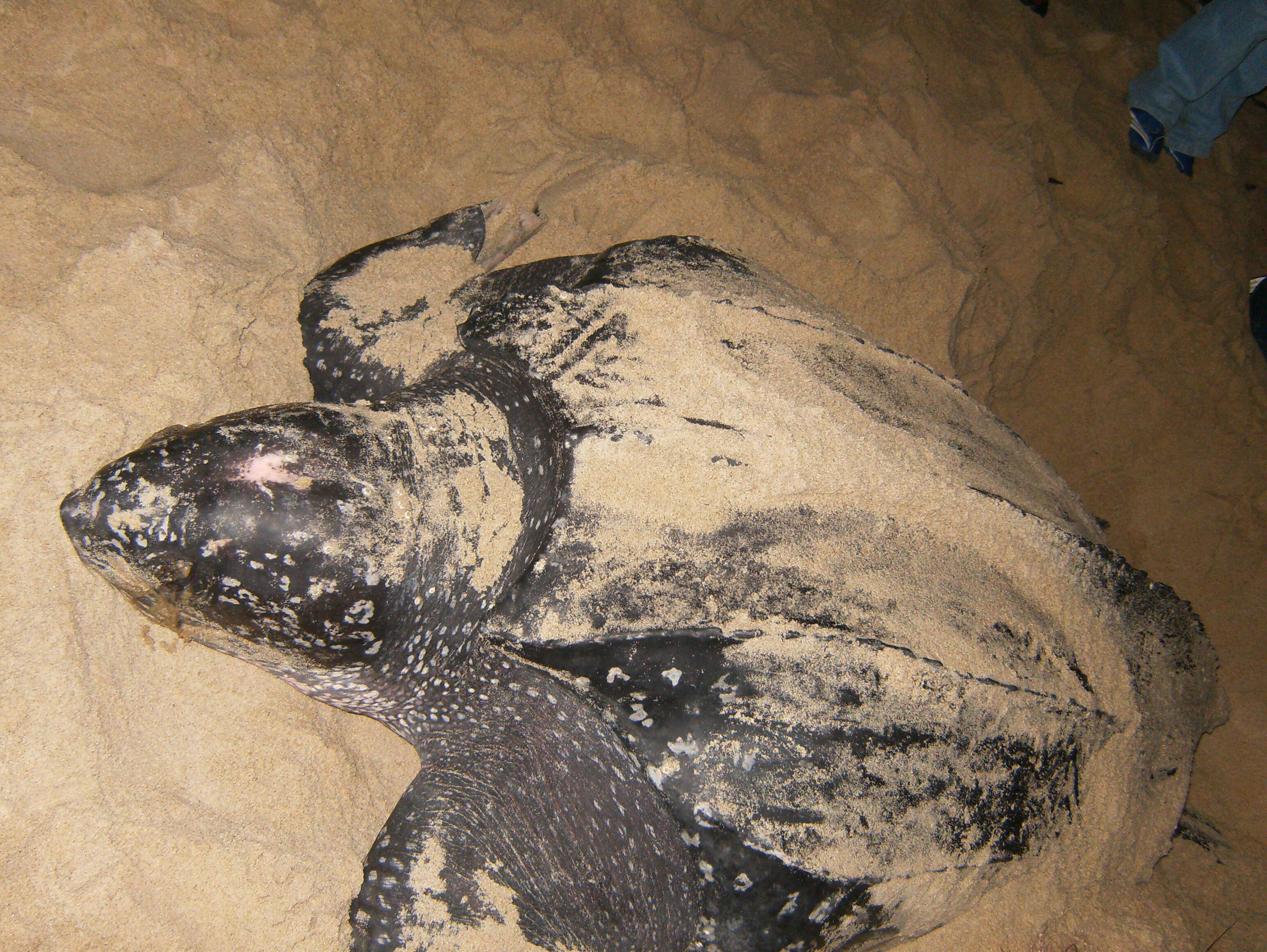 Image of Leatherback sea turtle