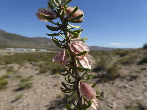 Слика од Bougainvillea spinosa (Cav.) Heimerl