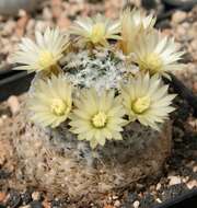 Image of Mammillaria duwei Rogoz. & P. J. Braun