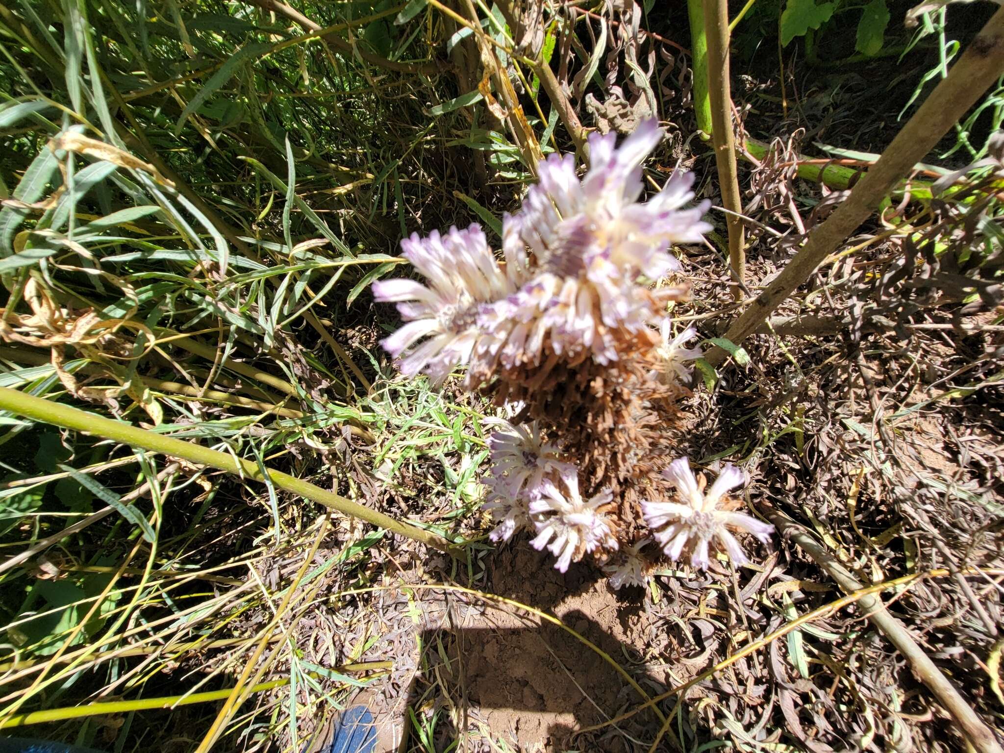 Image of River Broom-Rape