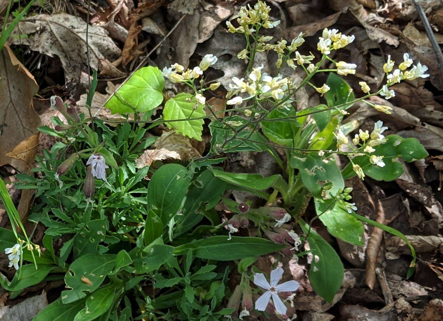 Image of branched draba