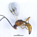 Sivun Pauesia nigrovaria (Provancher 1888) kuva