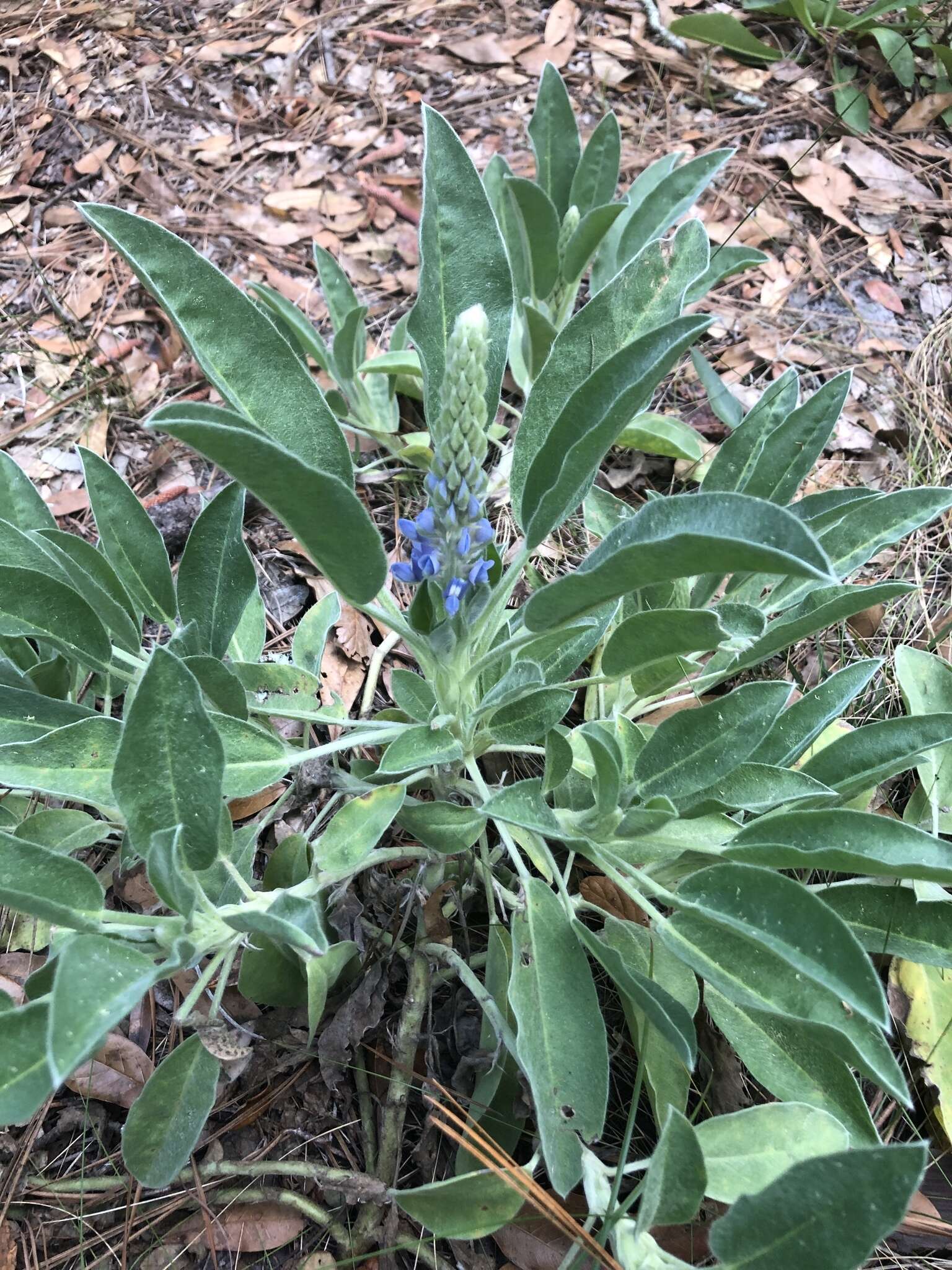 Image of Oak Ridge Lupine