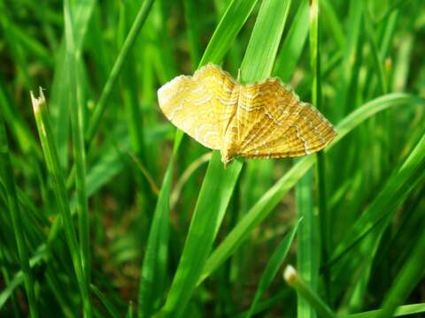 Plancia ëd Camptogramma bilineata