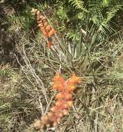 Image of Dyckia remotiflora A. Dietr.