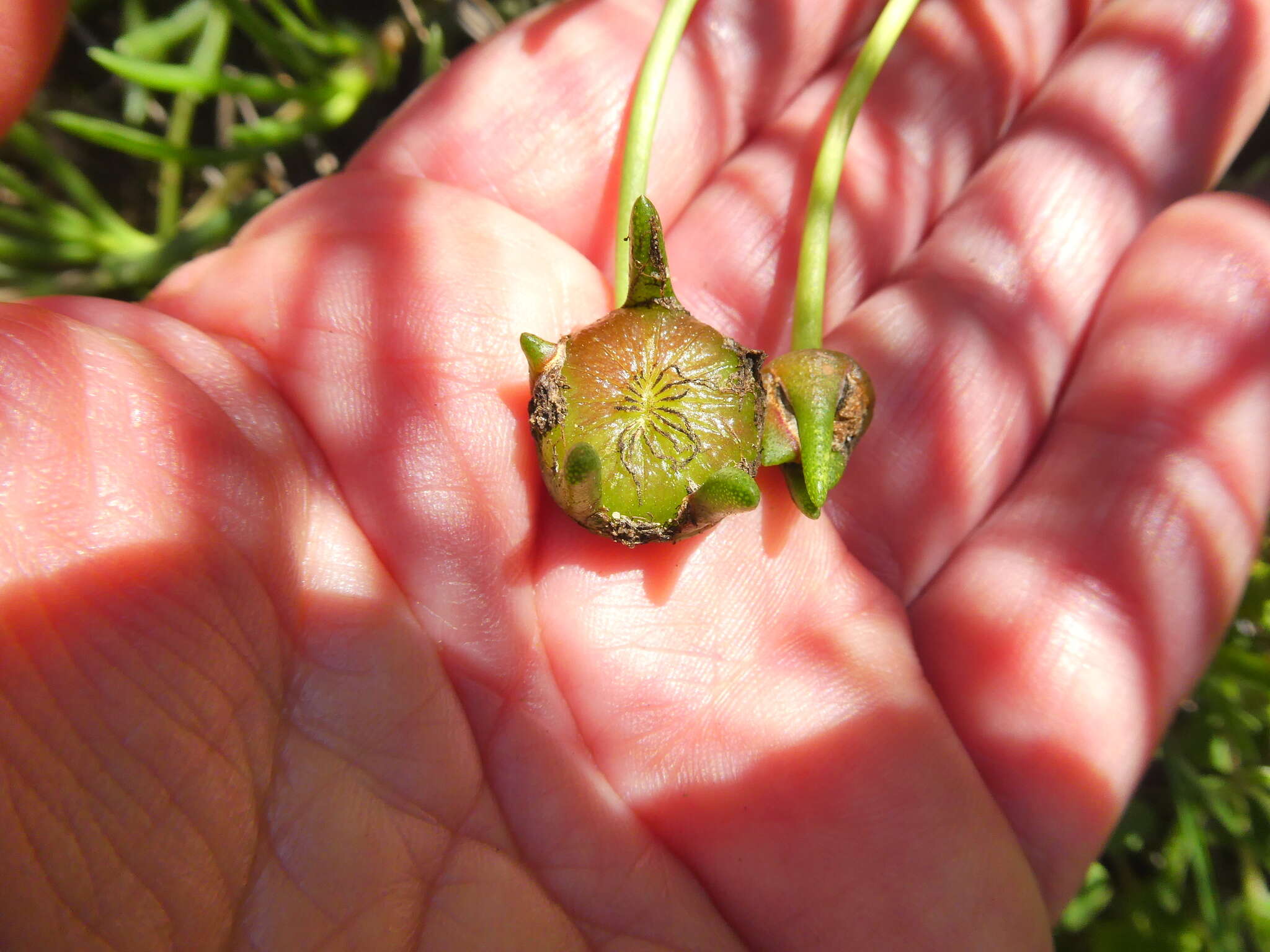 صورة Cephalophyllum diversiphyllum (Haw.) N. E. Br.