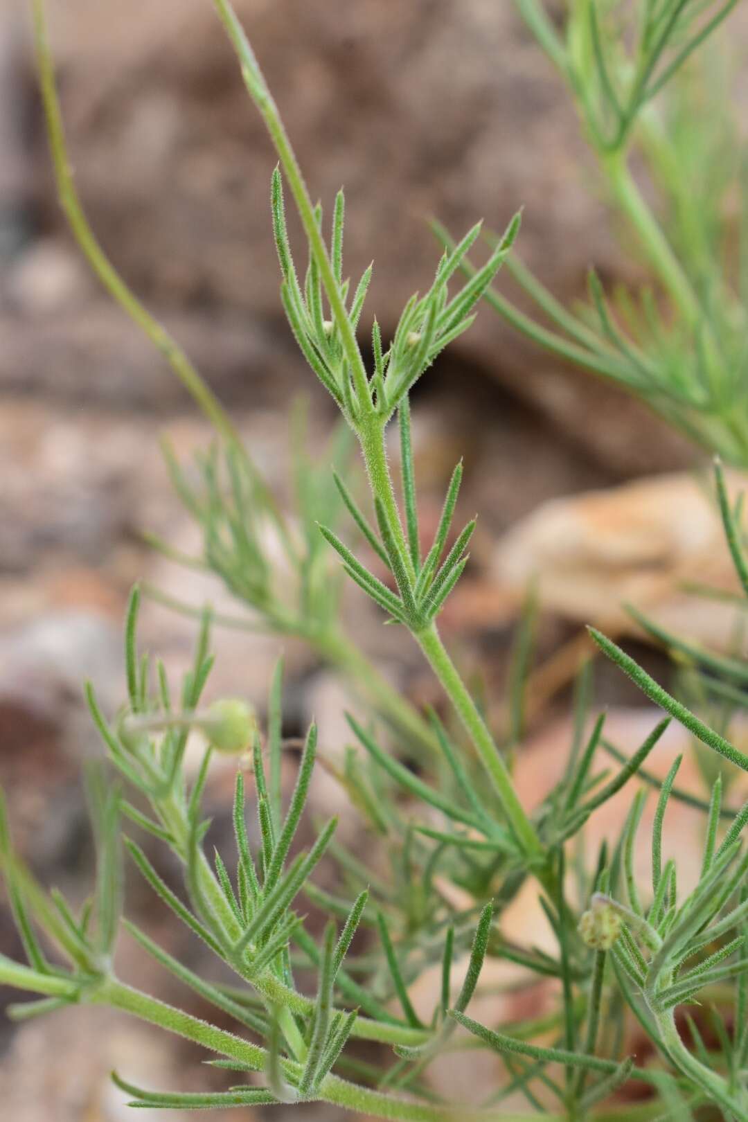 Imagem de Thymophylla pentachaeta var. puberula (Rydb.) J. L. Strother