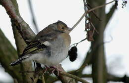 Image of Fringilla Linnaeus 1758