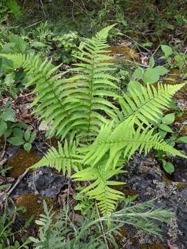 Dryopteris filix-mas subsp. brittonii Fraser-Jenk. & Widén的圖片