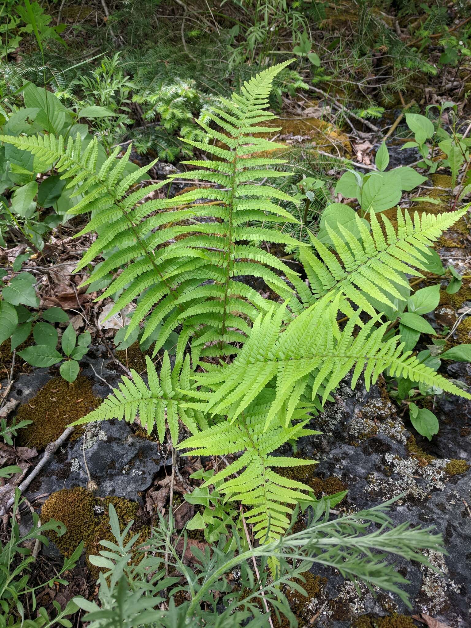 صورة Dryopteris filix-mas subsp. brittonii Fraser-Jenk. & Widén