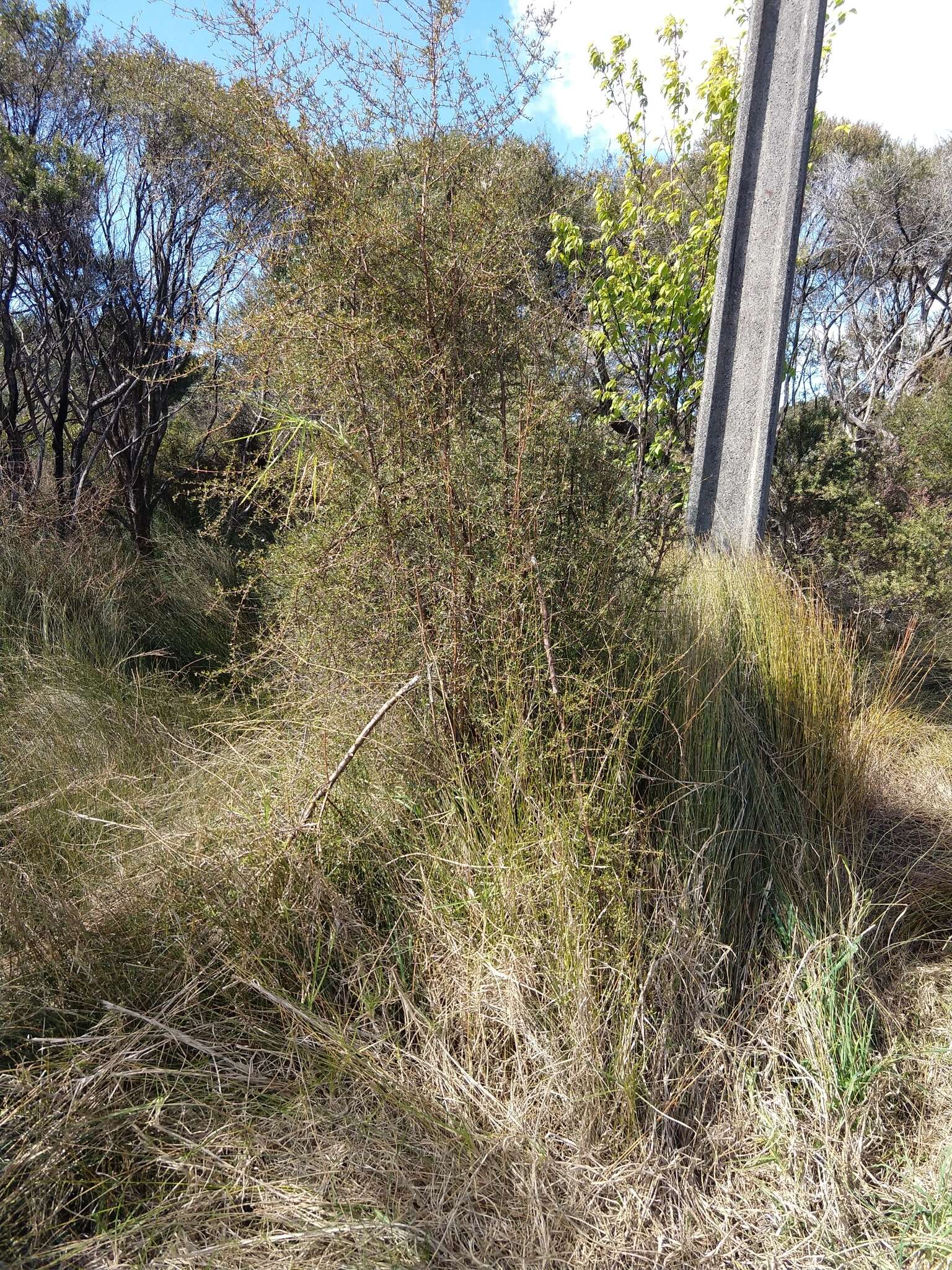 Image of Coprosma propinqua var. propinqua