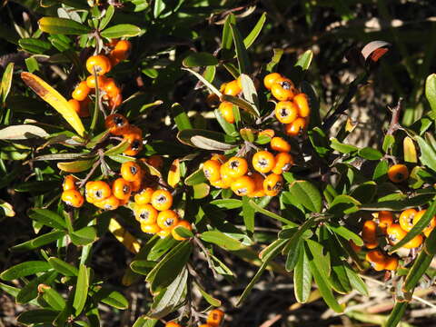 Image de Pyracantha angustifolia (Franch.) C. K. Schneid.