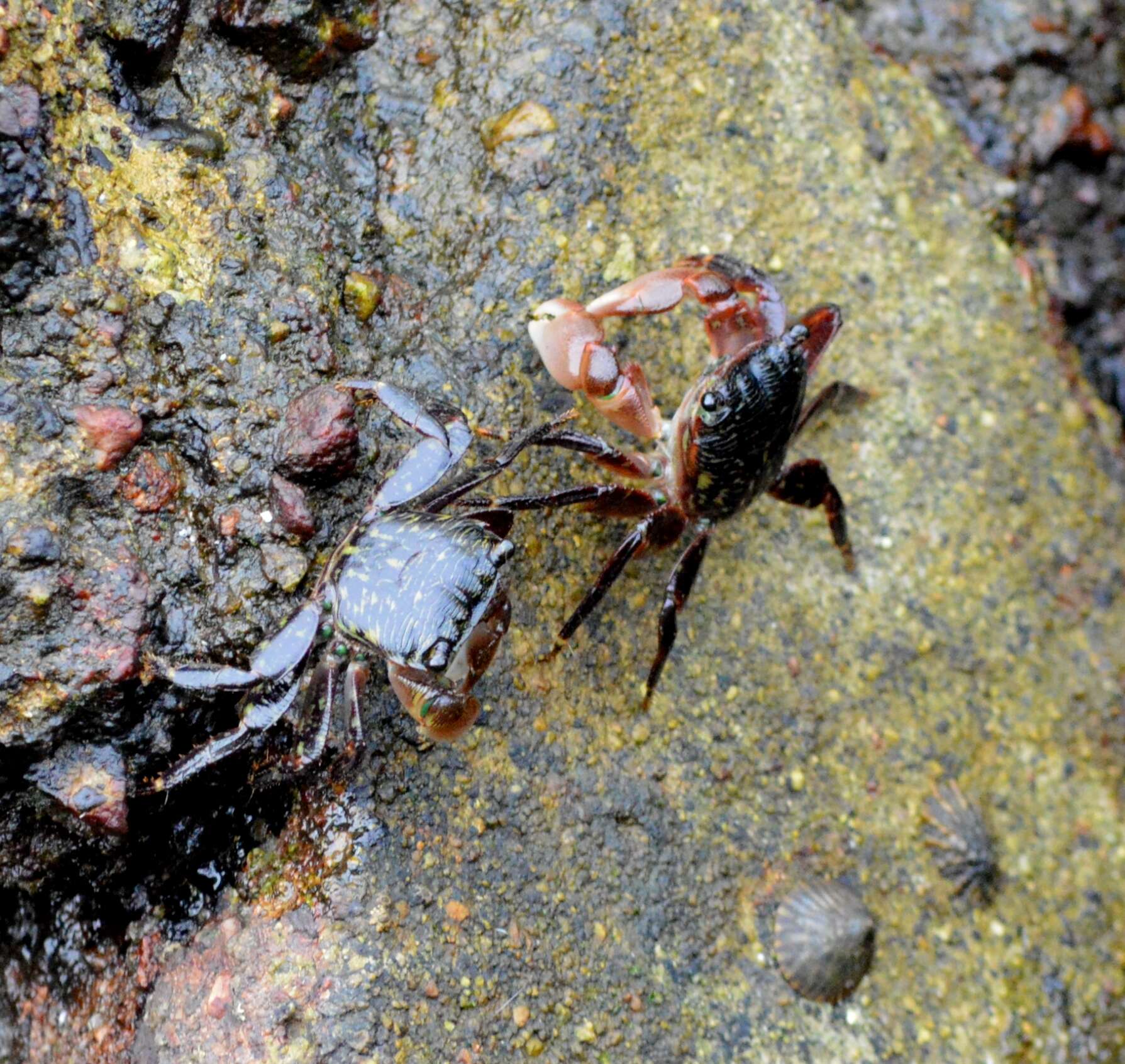 Image of striped shore crab