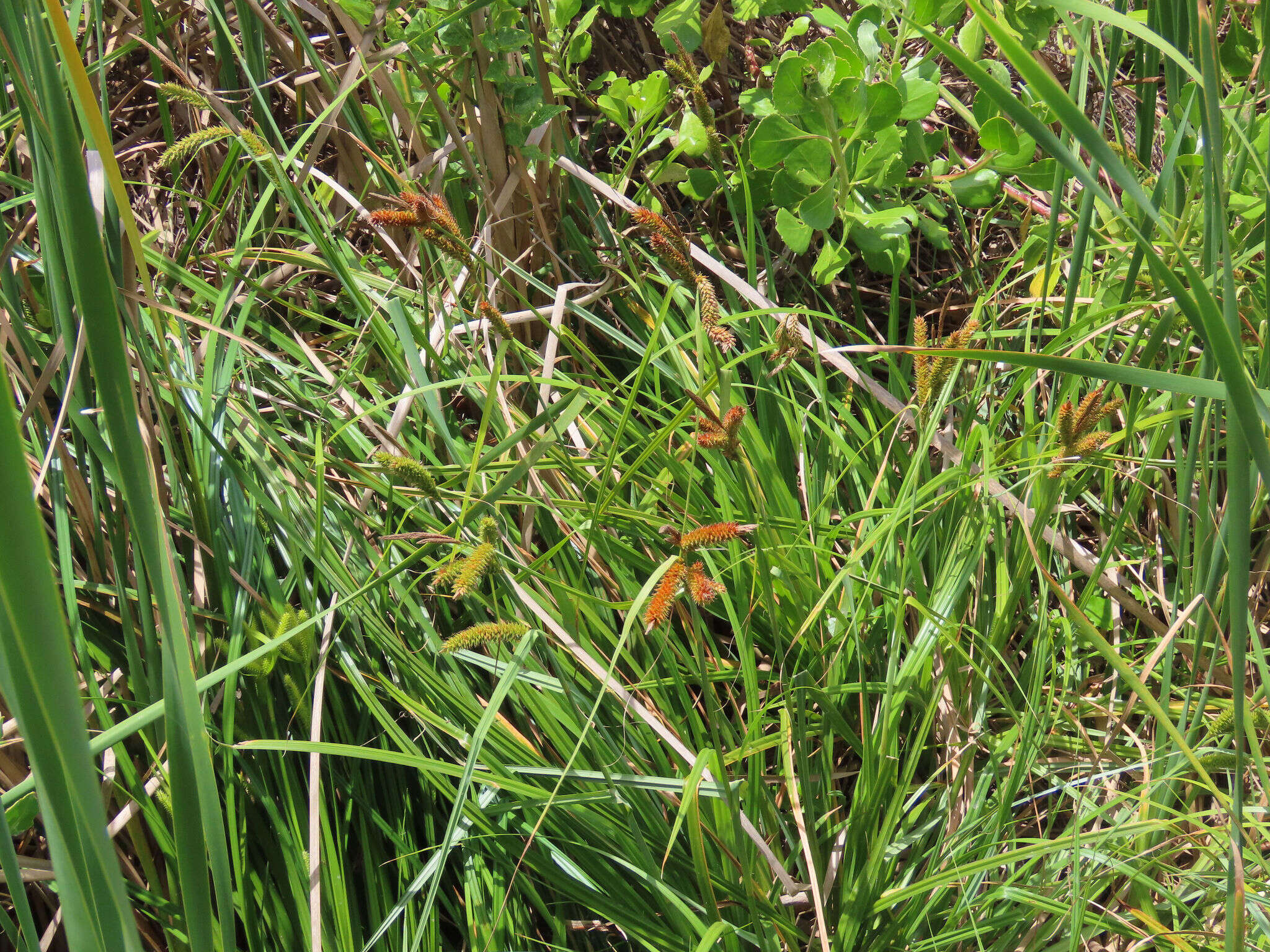 Imagem de Carex clavata Thunb.