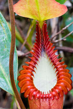 Image of Pitcher plant