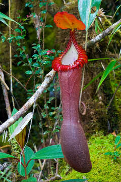 Image of Pitcher plant