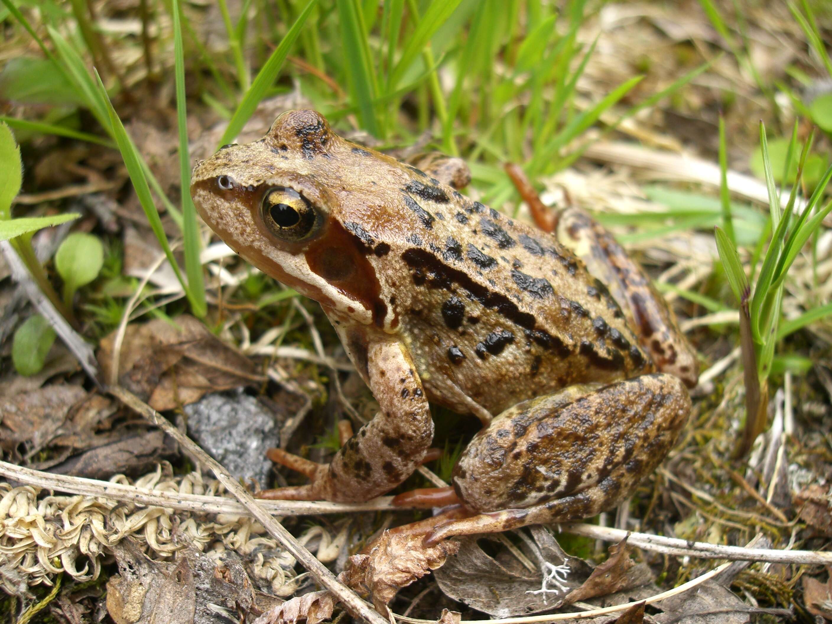 Image of Common frog