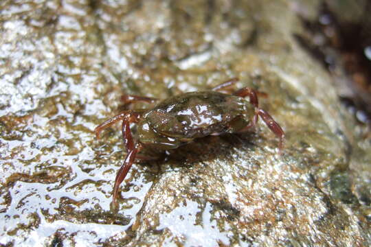 Imagem de Carcinidae MacLeay 1838