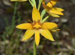 Image of Cinnamon sun orchid