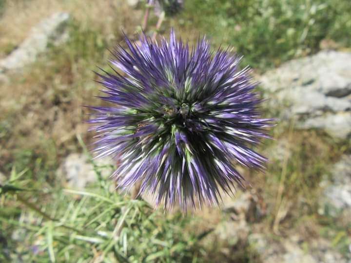 Image de Echinops bovei Boiss.