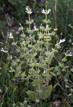 Image of Salvia macrosiphon Boiss.