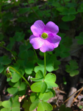 Imagem de Oxalis violacea L.