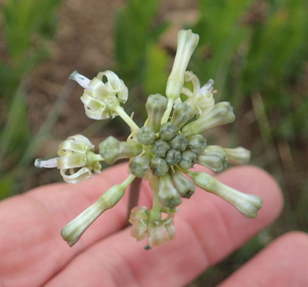 Imagem de Drimia sphaerocephala Baker