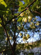 Imagem de Staphylea trifolia L.