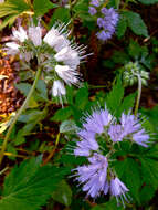 Image of eastern waterleaf