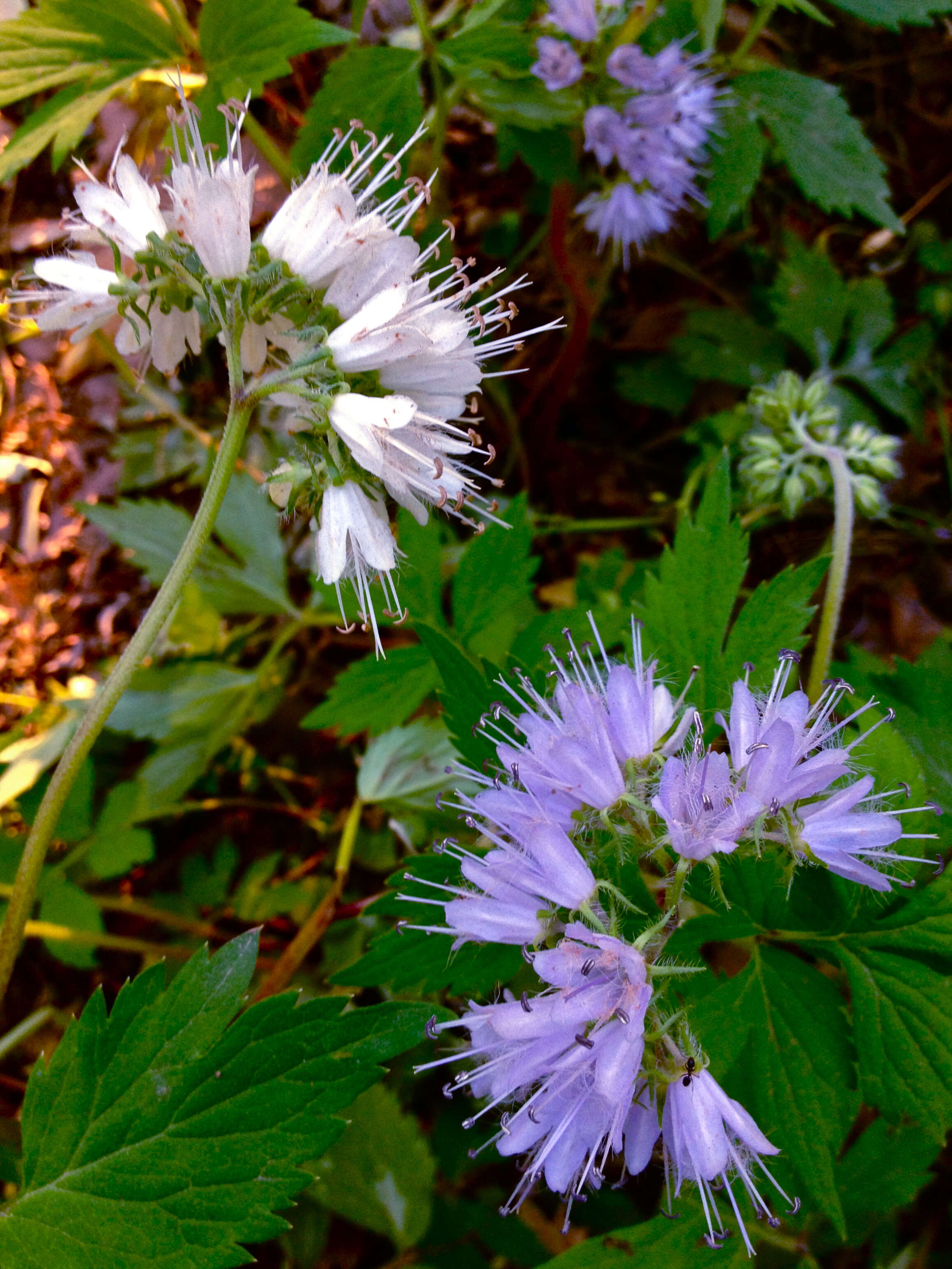 Image of eastern waterleaf