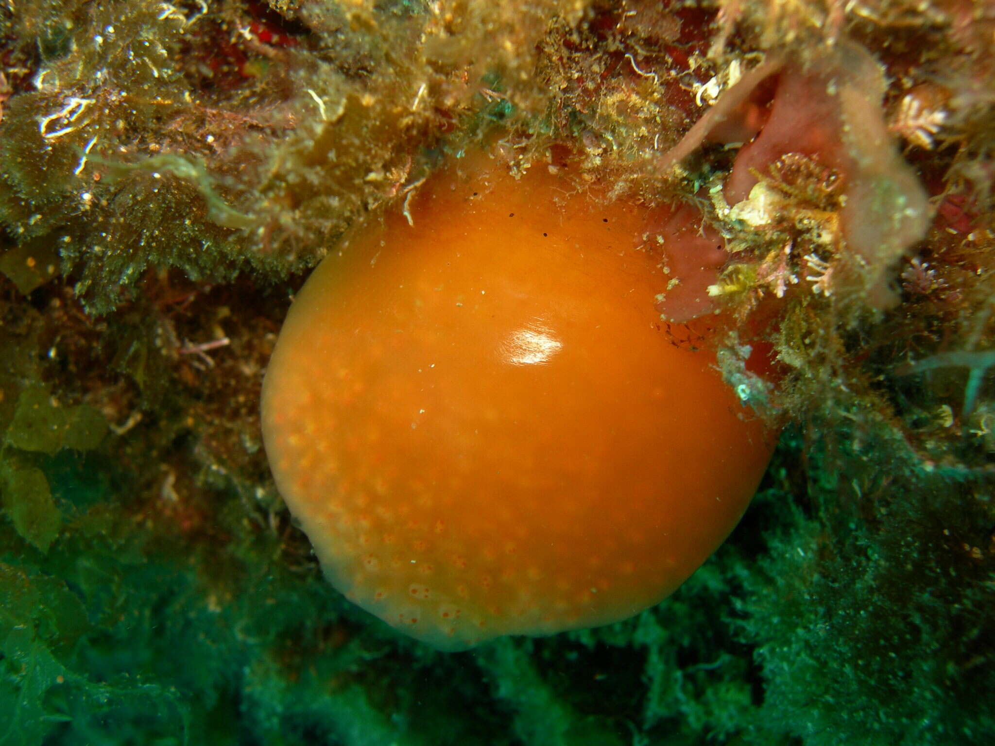 Pseudodistoma cyrnusense Pérès 1952 resmi