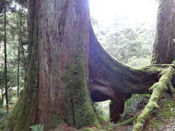 Image of Formosan Cypress