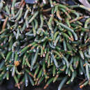 Imagem de Ephedra frustillata Miers