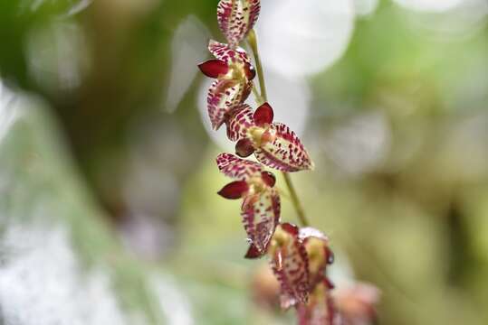 Image of Stelis restrepioides (Lindl.) Pridgeon & M. W. Chase