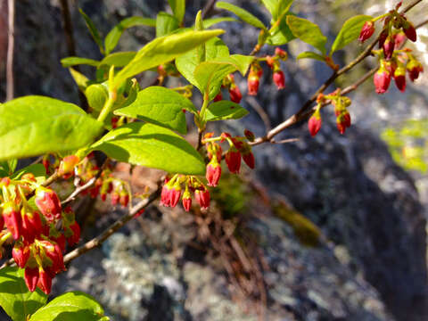 Imagem de Gaylussacia baccata (Wang.) K. Koch