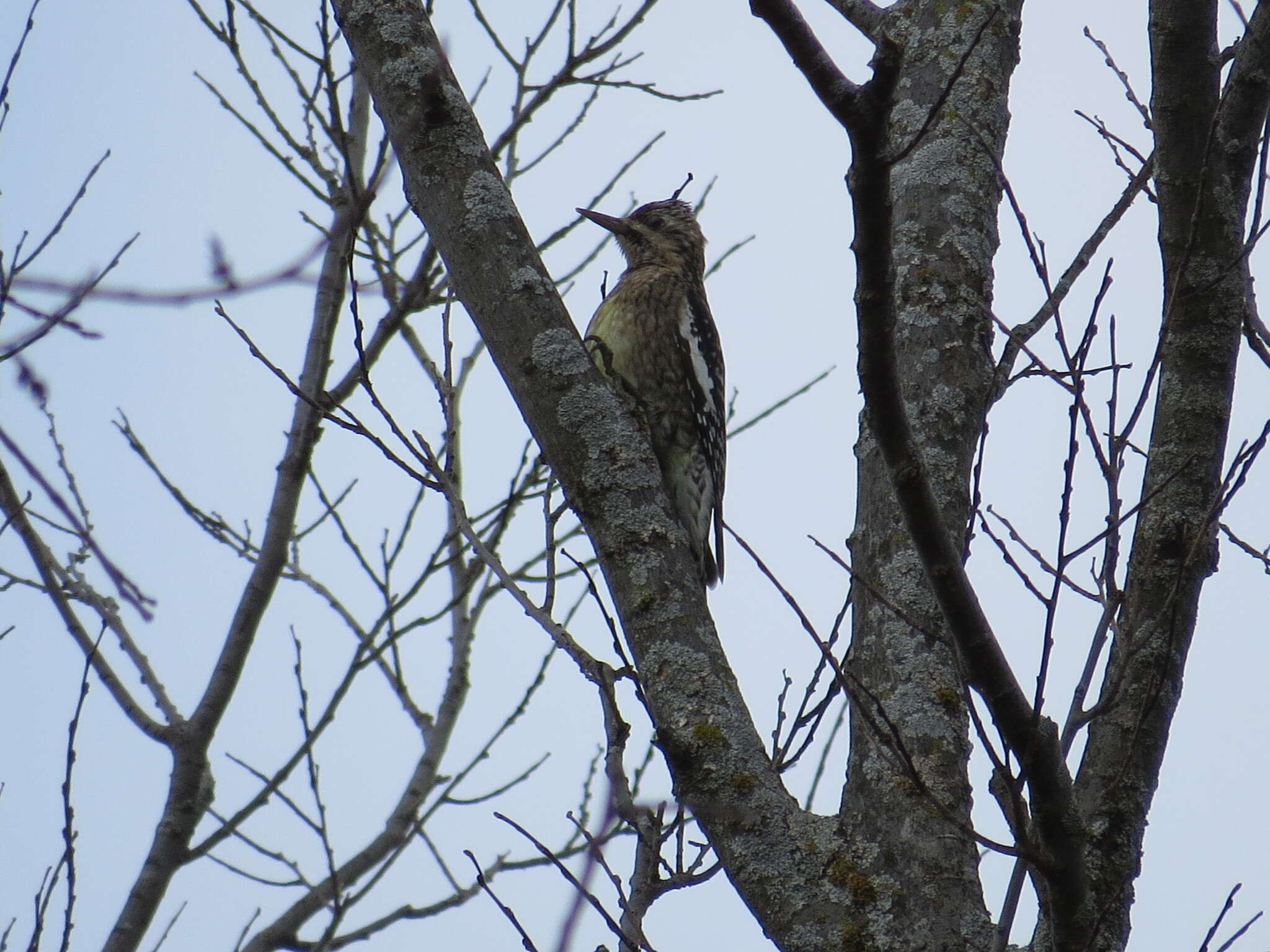 Sphyrapicus Baird & SF 1858 resmi