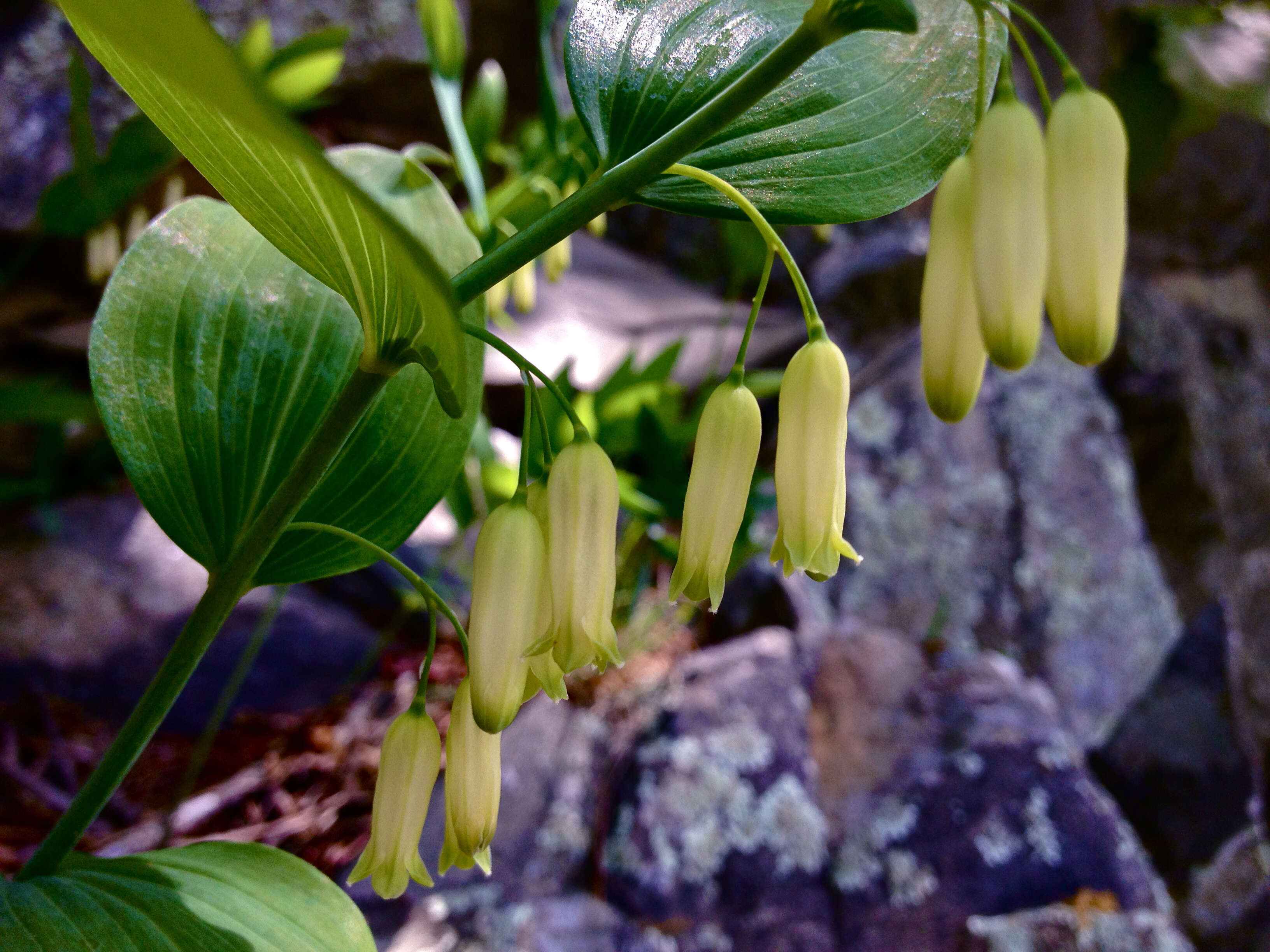 Image de Polygonatum biflorum (Walter) Elliott