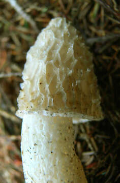 Image of Stinkhorn