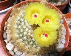 Parodia scopa (Spreng.) N. P. Taylor resmi